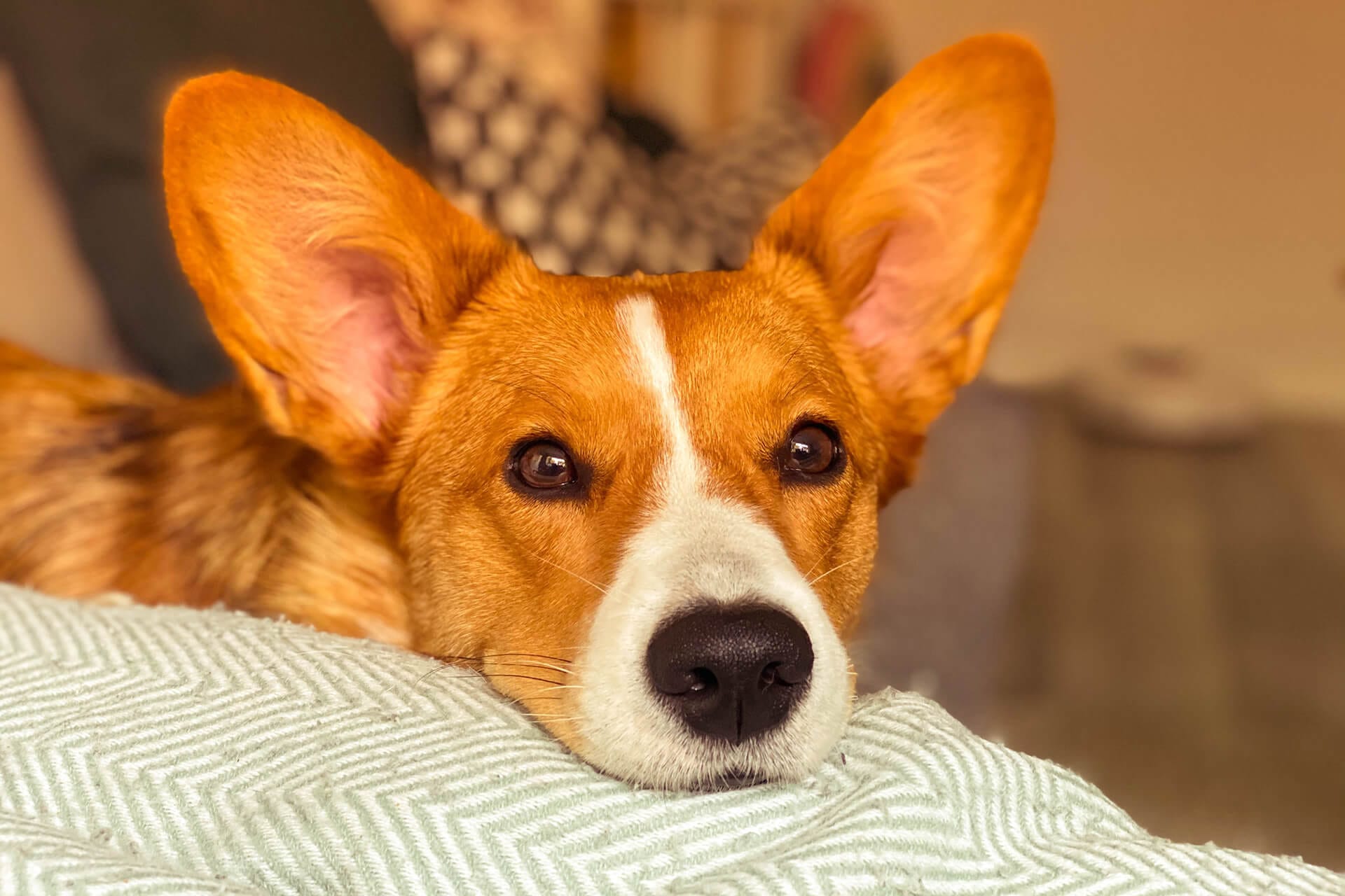 SIGNS YOUR DOG IS STRESSED